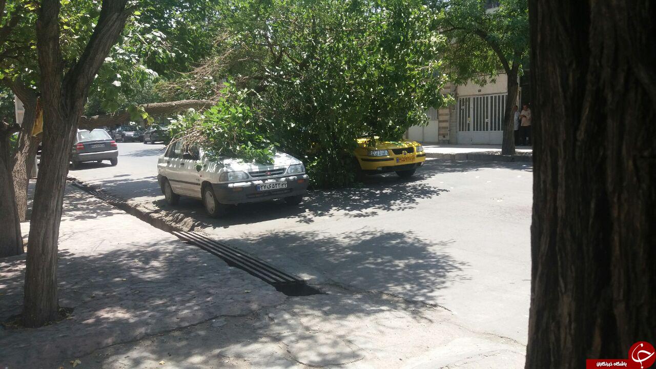 سقوط درخت روی دو خودرو در مشهد+ تصویر