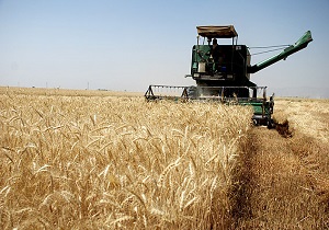 آغاز برداشت گندم در شهرستان البرز