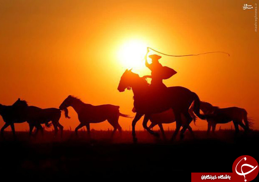 عکس/ آموزش اسب در مجارستان