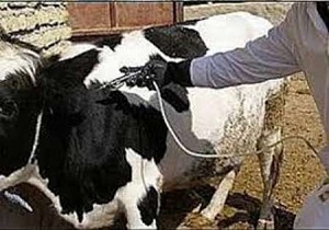 تزریق450 هزار دز واکسن در دامداریهای استان البرز