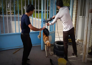 مهربانی با حیوانات / نجات سگ گرفتار در بین نرده‌ها + فیلم
