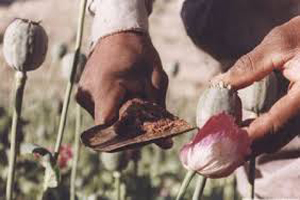 خارجی ها در قاچاق مواد مخدر شریک هستند