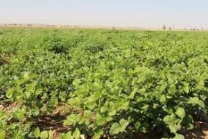 كشت مستقیم ماش بوسیله دستگاه بذركار اولین بار در گلستان