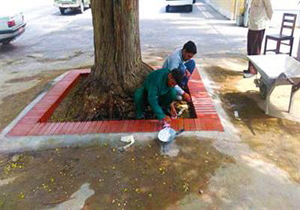 شناسنامه‌دار شدن  درختان کهنسال