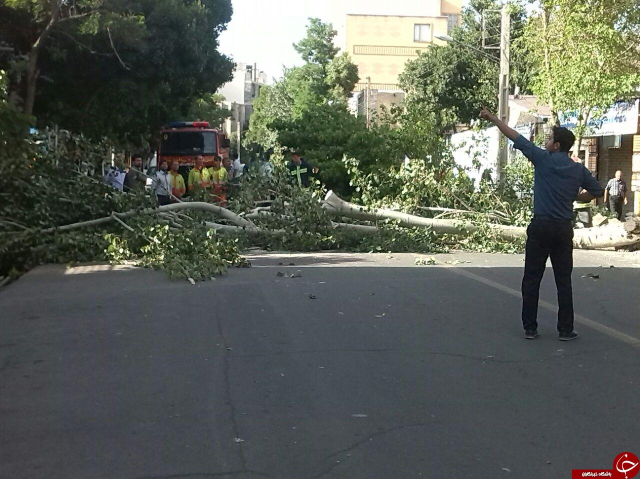 سقوط درخت بر اثر وزش باد شدید در زنجان + تصاویر