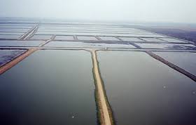 ذخیره سازی لارو میگو در مزارع پرورشی بوشهر