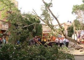 قطع 53 اصله درخت بر اثر وزش شدید باد در زنجان