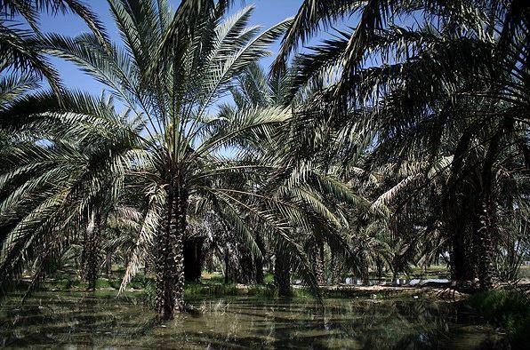 اجرای طرح اقتصاد مقاومتی تنها راه نجات نخلستان‌های بوشهر