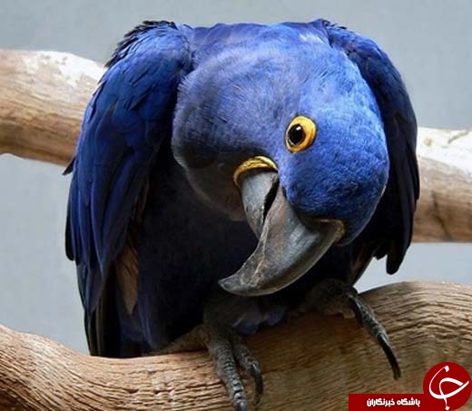 تصاویری زیبا از نمادهای آزادی و رهایی