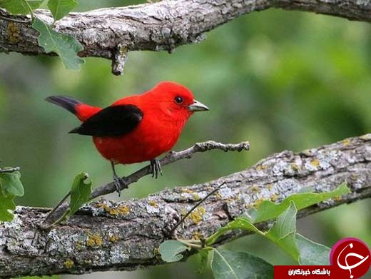 تصاویری زیبا از نمادهای آزادی و رهایی
