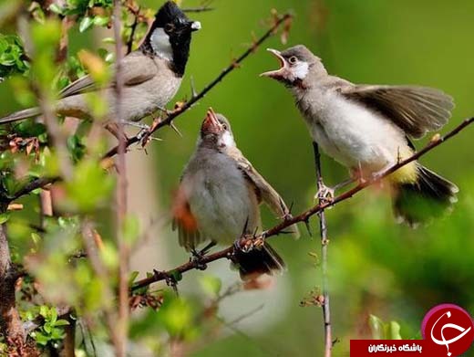 تصاویری زیبا از نمادهای آزادی و رهایی