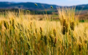 گندم در صف خرید تضمینی