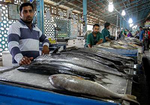 استقرار ناظر شرعی در بازار ماهی‌فروشان بندرعباس