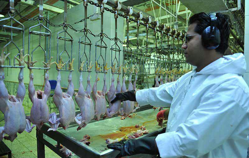 تولید بیش از 35 میلیون کیلوگرم گوشت مرغ درکشتارگاه های طیور