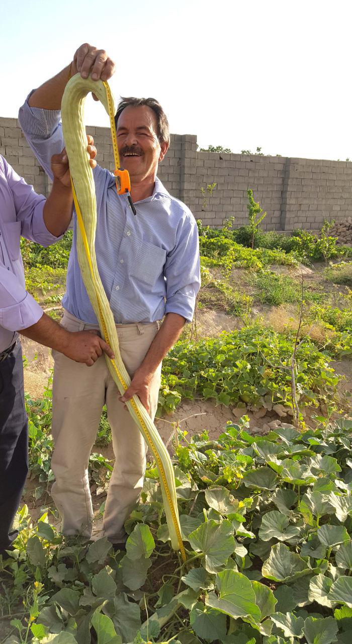 تولید خیار چنبر 183 سانتی‌متری در گناباد+ تصویر