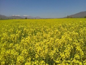 دانه های طلایی به فروش رسید