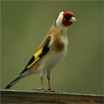 دستگیری متخلفان زنده گیر سهره طلایی در شاهین دژ