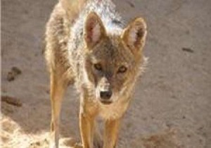 بازگشت شغال بیمار به آغوش طبیعت
