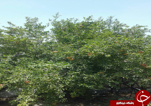 باغ های دهنه زاکین دهستان سیاهو بندرعباس + تصویر
