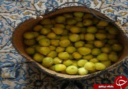 باغ های دهنه زاکین دهستان سیاهو بندرعباس + تصویر