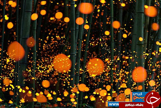 عکس/ یافتن جُفت مناسب در جنگلهای ژاپن!