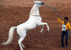 برگزاری جشنواره اسبان اصیل ایرانی در جهرم