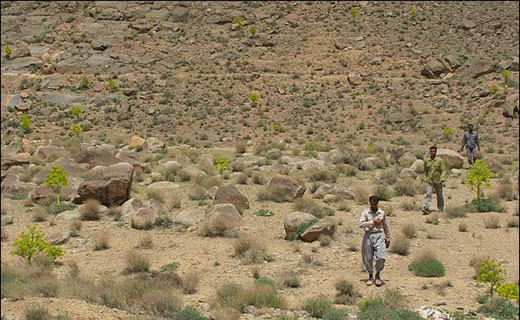 آنغوزه ، پرطرفدار در بازار های جهانی آنغوزه ، پرطرفدار در بازار های جهانی