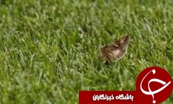 دشام و شاپرک ها! + تصاویر