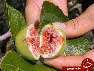 فکت گرافی میوه تابستانه انجیر