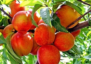 پیش بینی تولید بیش از 55 تن محصولات باغی