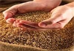 فروش 100 هزار تن جو در بورس کالا