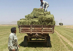 علوفه هدیه کشاورز اصفهانی به حیات وحش