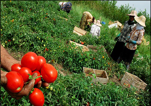 برداشت گوجه فرنگی در مازندران