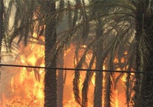 یک هکتار نخلستان هماگ سوخت