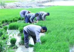 کشت سه برابری شالی در اراضی بدون آب گلستان