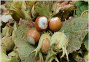 آغاز برداشت نوبرانه فندق در مازندران