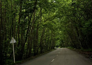 ایران مقام چهل&zwnj;وپنجمین جنگل در جهان را داراست/ پایگاه های اطفاء حریق در سراسر کشور راه اندازی می شود