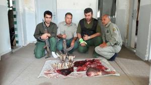 درگیری مسلحانه شکارچیان با محیط بانان گلستانی