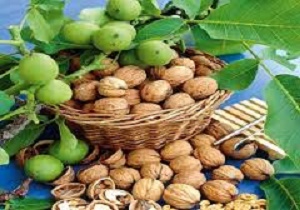 ایران رتبه سوم در تولید گردو/ واردات این محصول ممنوع است