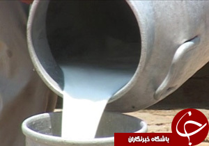 گزارش تصویری شیرهایی که روی دست دامداران مازندرانی باد کرده است + فیلم