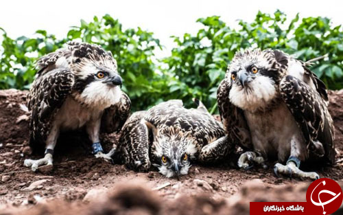 از آغاز سفر دور دنیای یک بالون تا مرتاض هندی در حال تمرین یوگا