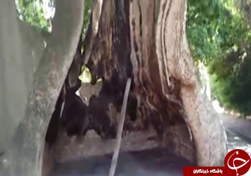 شهروندخبرنگار؛رشد عجیب و باورنکردنی درخت در روستای خامنه + فیلم