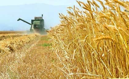 پرداخت 77 درصد از طلب گندم کاران گلستانی