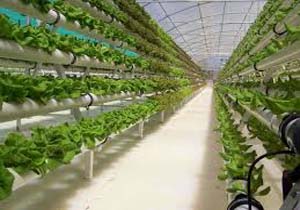 تشکیل تیمی برای افزایش کیفیت محصولات گلخانه ای
