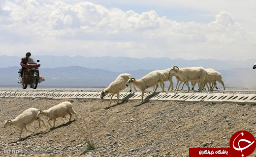 مرگ هزاران جانور در جاده&zwnj;های&zwnj; اردبیل!