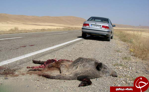 مرگ هزاران جانور در جاده&zwnj;های&zwnj; اردبیل!