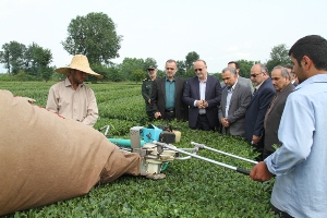 پرداخت بخش دیگری از مطالبات چایکاران
