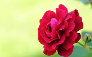 افزایش 12درصدی تولید گل محمدی درآذربایجان شرقی