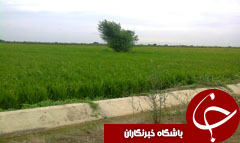 افزایش تدریجی دما