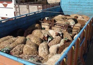 کشف 55 راس احشام بدون مجوز